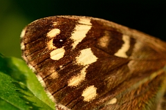 David Plant Photography - Wildlife Photography - Speckled wood - B